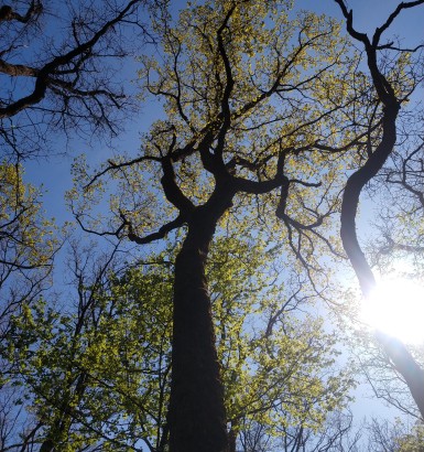 Les élèves de 2de Bac Pro MAMA se familiarisent avec les essences de bois local