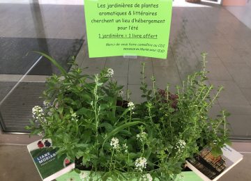 E3D : Les jardinières aromatiques partent pour l’été