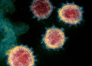 La Cité des Sciences propose une exposition en ligne pour expliquer le coronavirus